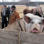 oltenii care au ramas fara porci
