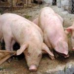 porci pesta porcina africana