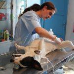 sterilizare caini