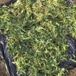 canabis droguri politoe descinderi