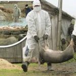 pesta porcinaaaaaaaaaaaa