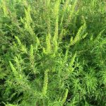 ambrozie alergiiii culturaa