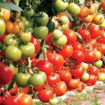 rosii tomata