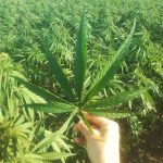 job marijuana
