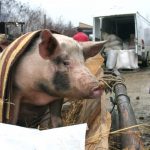 Vanzare porci