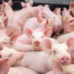 pesta porcina porci porc veterinar 7 of 7